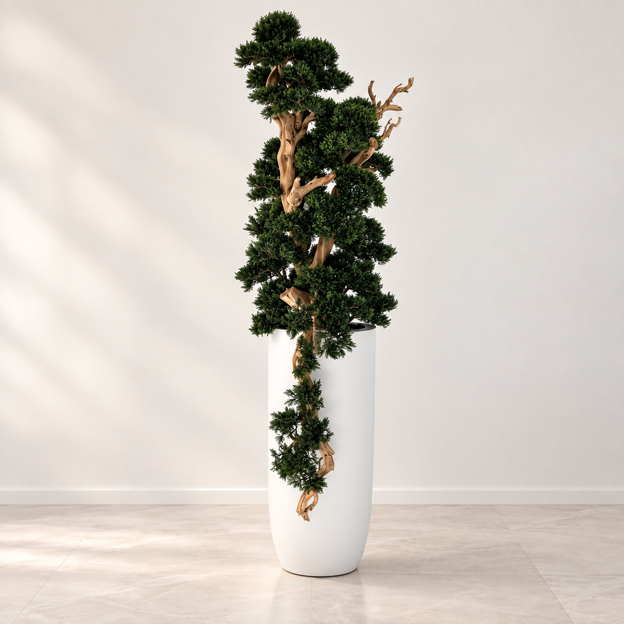 Bonsai in Matte White Saint Tropez Planter