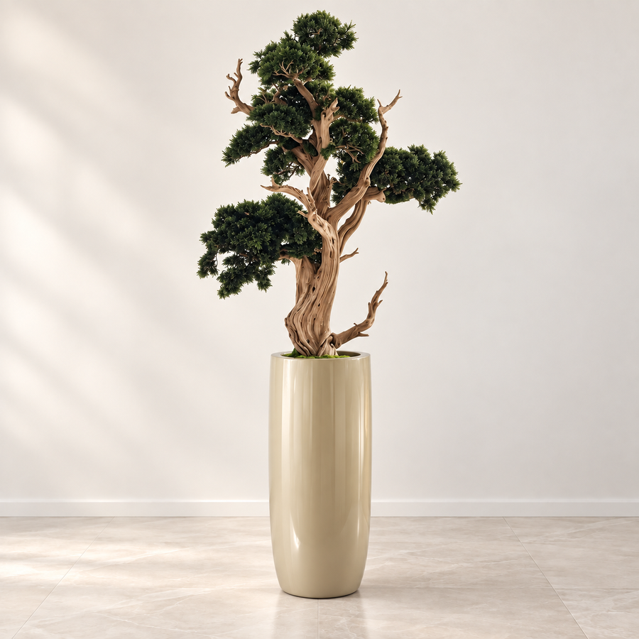 Bonsai in Saint Tropez Planter
