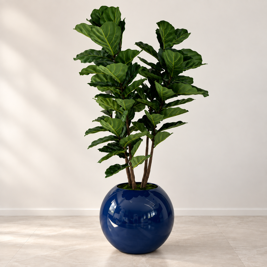 Fiddle Tree in 30″ Blue Globe Planter