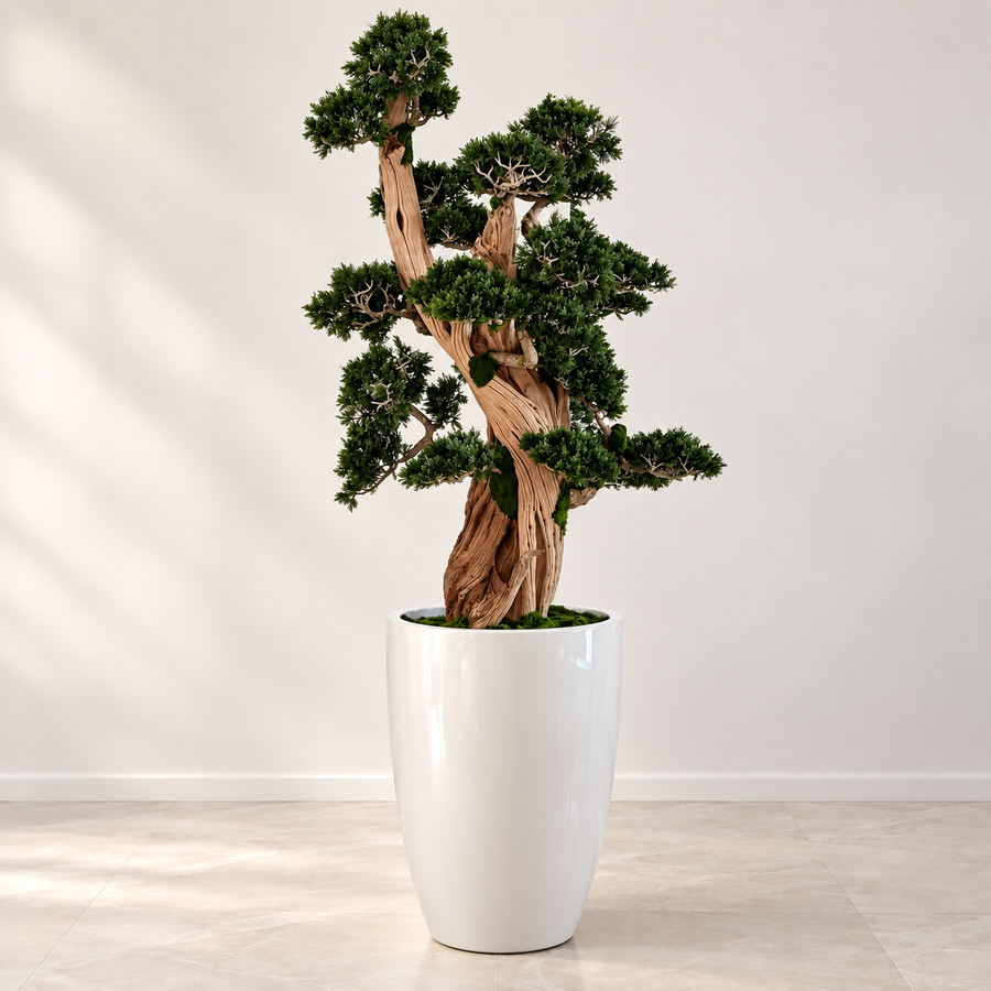 Oversized Bonsai in Brannan Planter