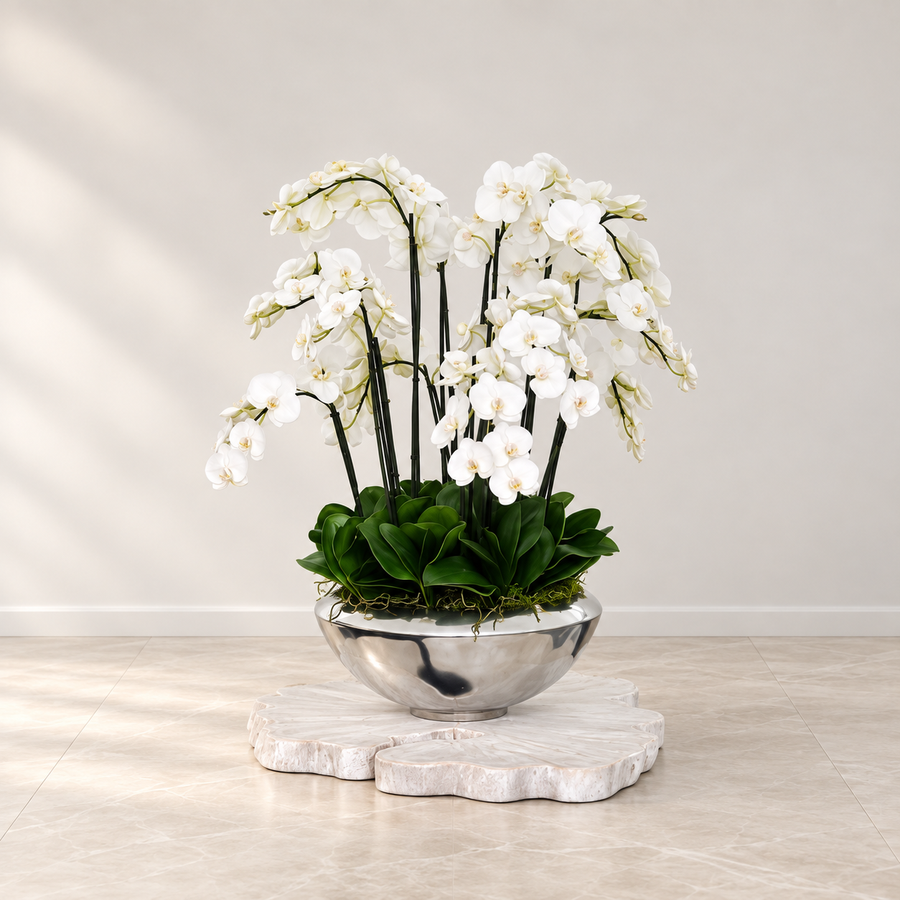 White Phalaenopsis Orchids in Avenue Bowl